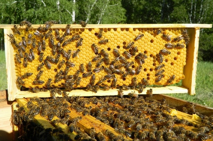 Пчеловодство и производство меда 