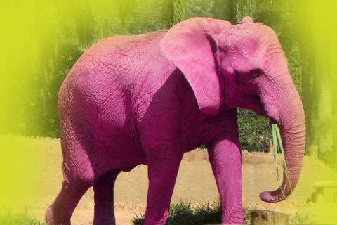 Контакт моя страница как розовый слон бесполезна